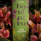 *Tè Verde e Fiori di Champa* Incenso Botanico fatto a mano a Base di Frutta - Naturale ed Ecologico al 100% Sagrada Madre